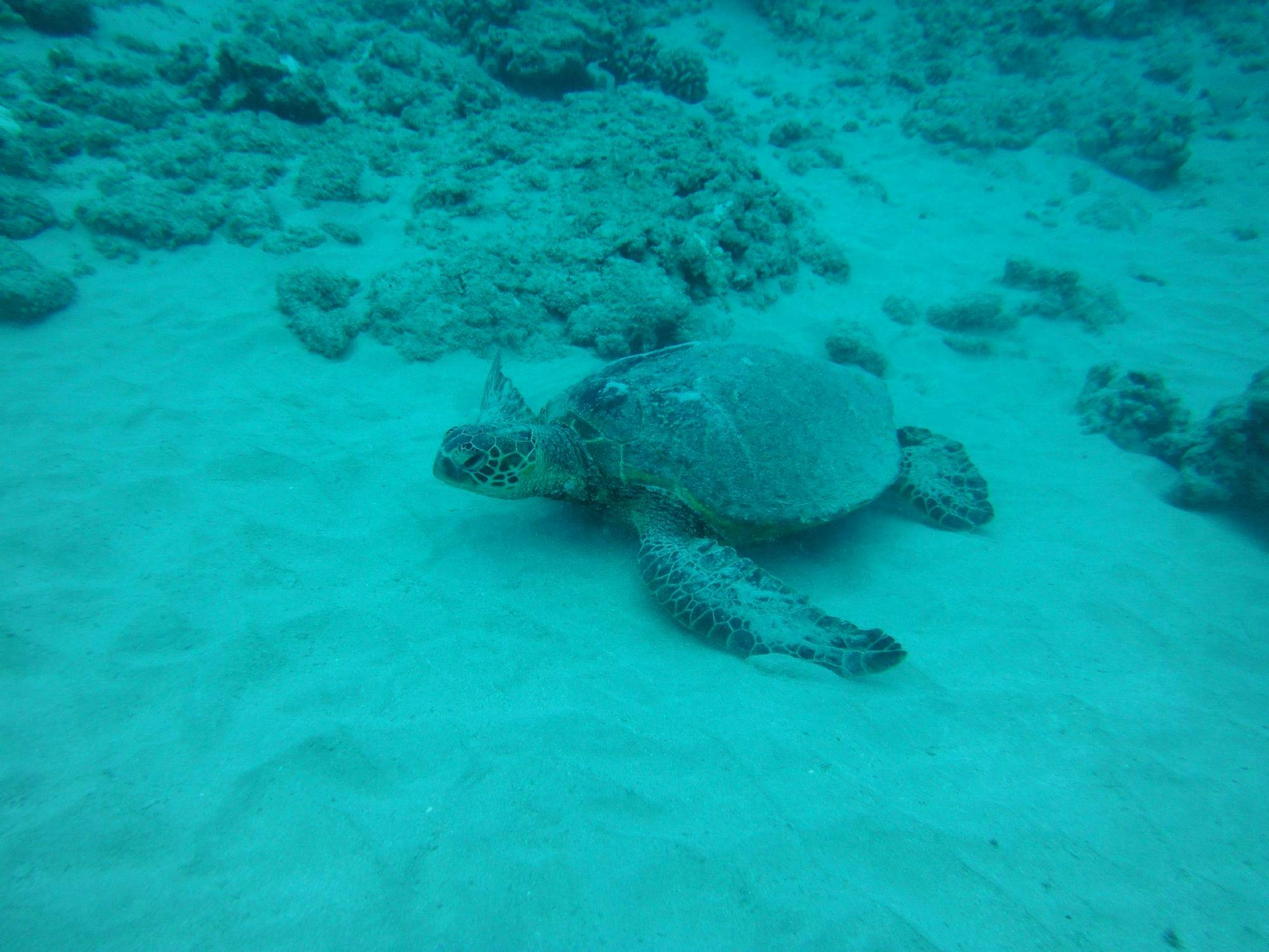 snorkel turtle.jpg
