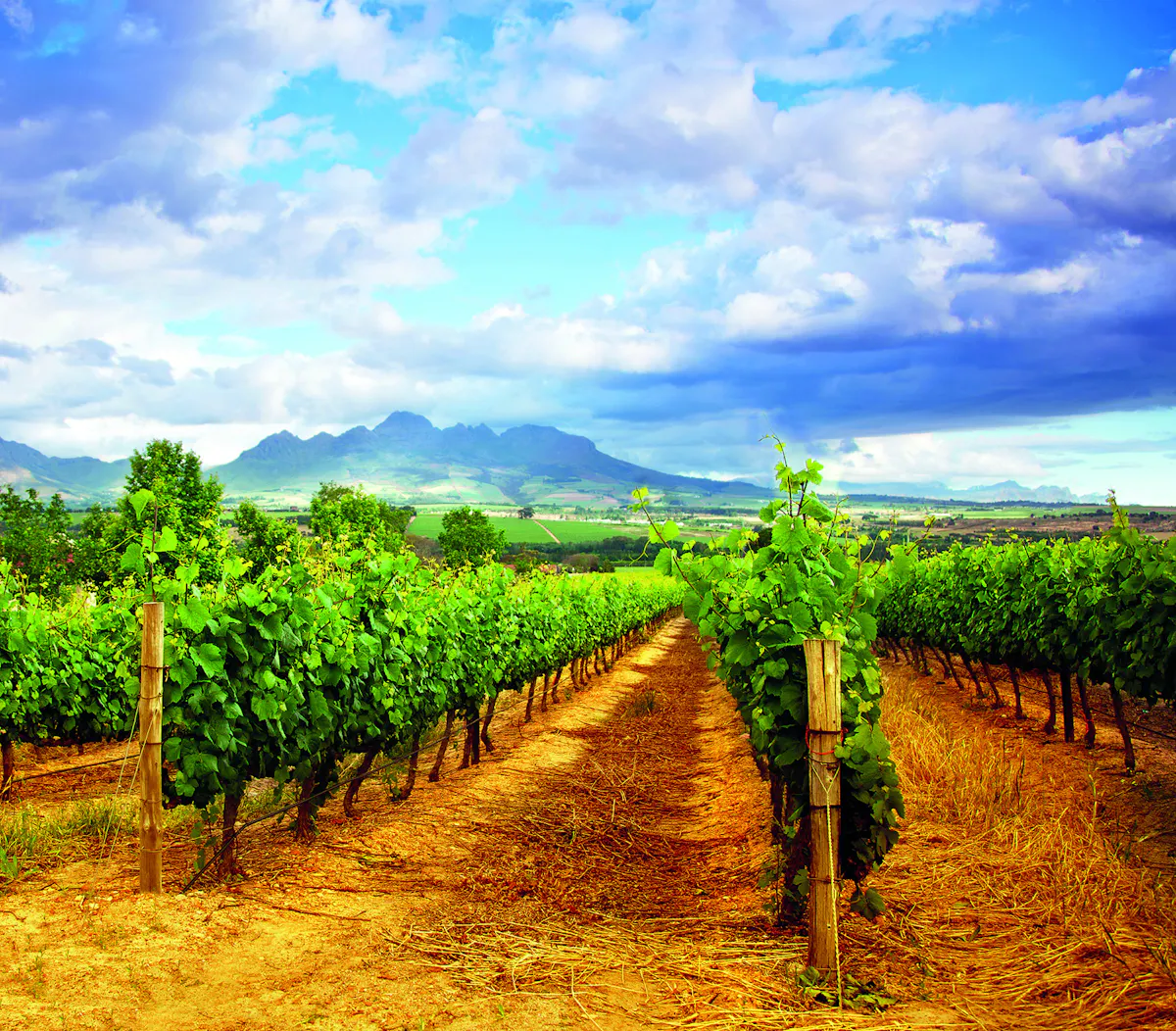 Wine and BBQ Experience In Chianti Hills 2.jpeg