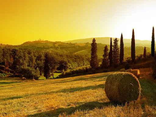 Wine and BBQ Experience In Chianti Hills.jpeg