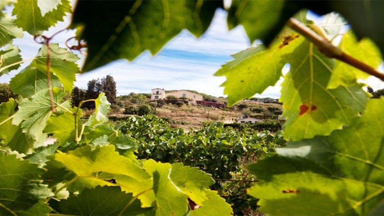 Apperitif winery experience and wine tour from Barcelona