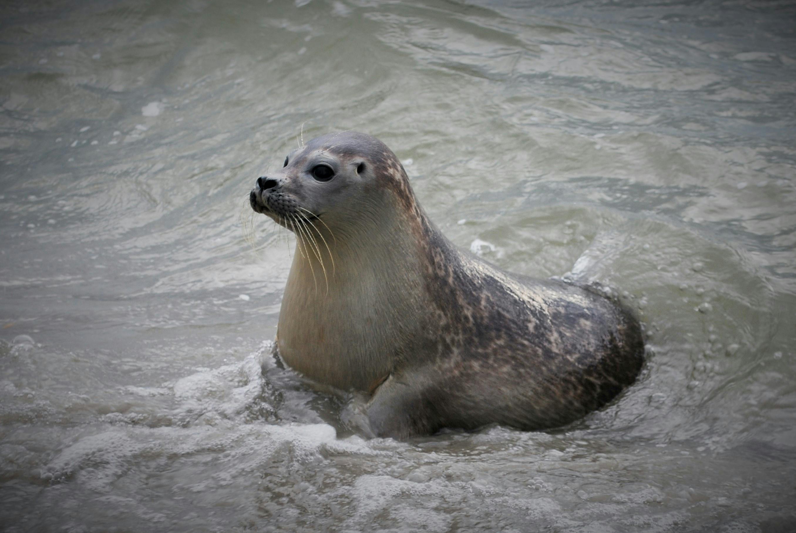 Dutch seal Seals3.JPG