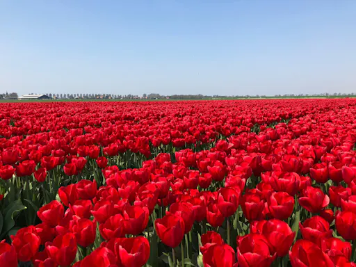 dutch seal tpurs tulips.jpeg