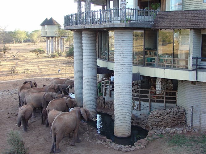 Ngutuni and Salt Lick two-day safari