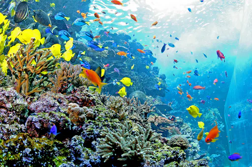 Copy of GeorgiaAquarium-coralwindow.jpg