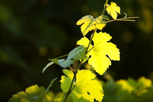 CMOIRENC_063319.jpg