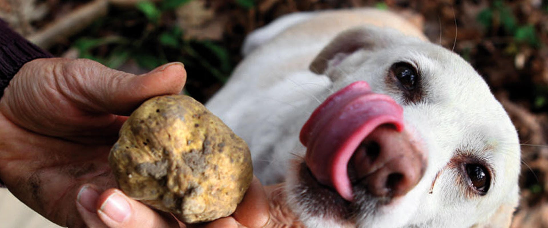 Alba White Truffle Fair (3).jpg