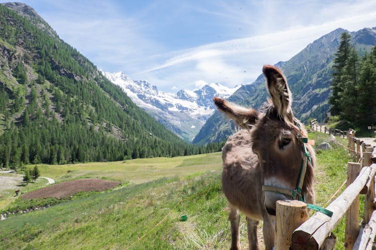 Horse-sled or carriage tour of the Gran Paradiso Park