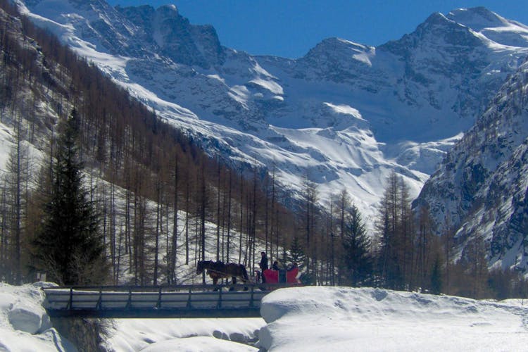 Horse-sled or carriage tour of the Gran Paradiso Park