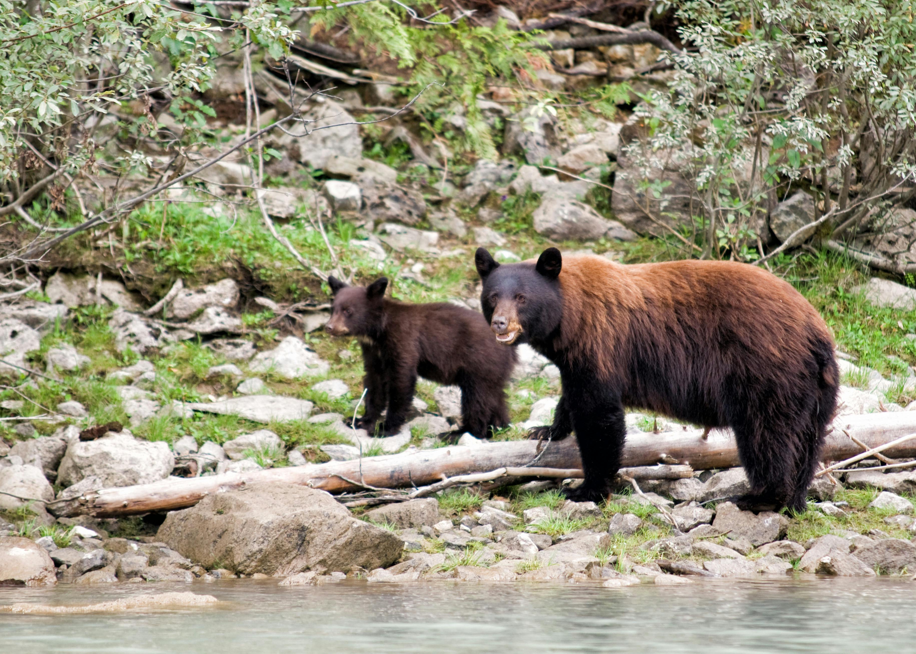 Canadian Rockies wildlife spotting with Bindlestiff Tours.jpg