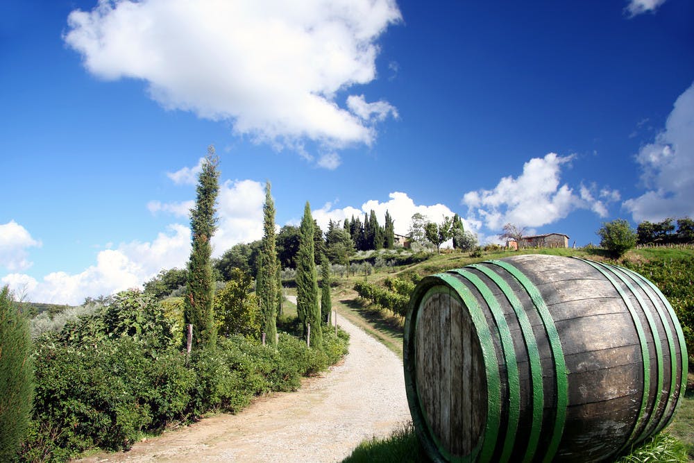 Vineyard in Chianti, Tuscany, Italy.jpg
