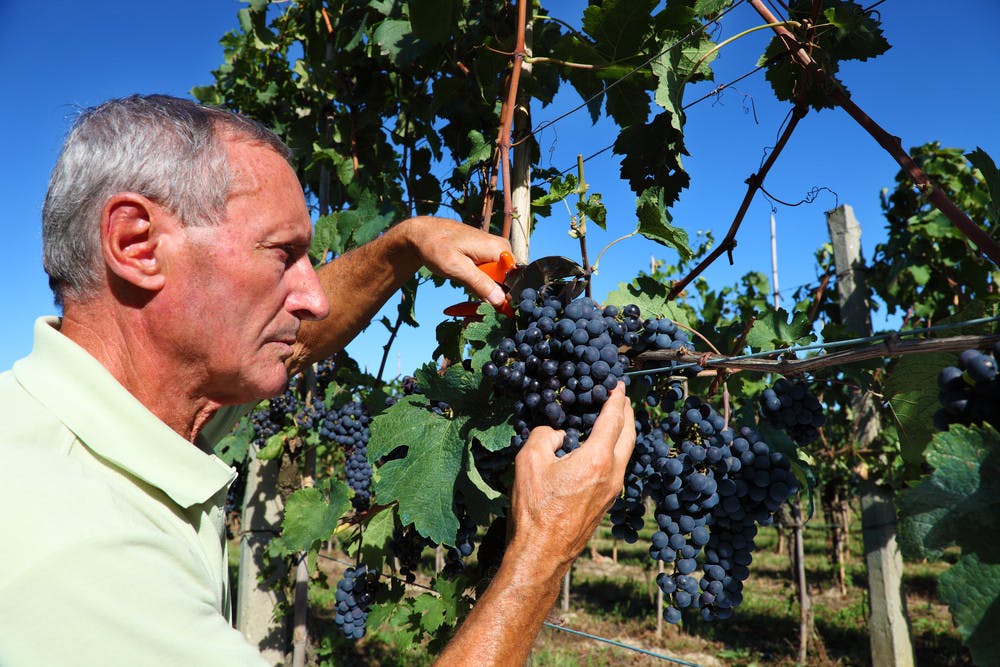 farmer harvesting a bunch of grapes in tuscany.jpg