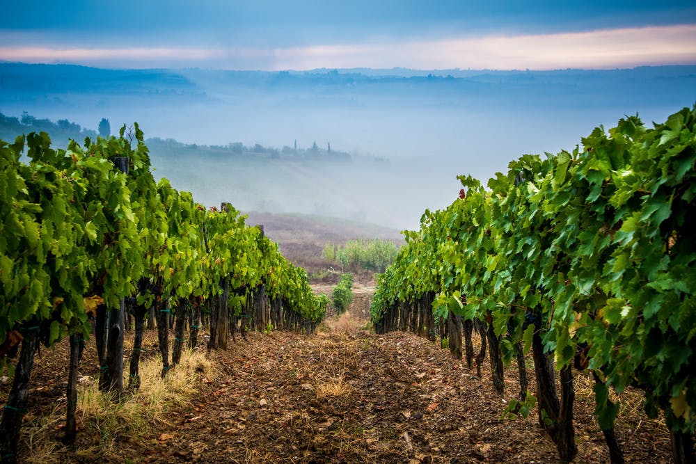 Vineyard in Tuscany.jpg