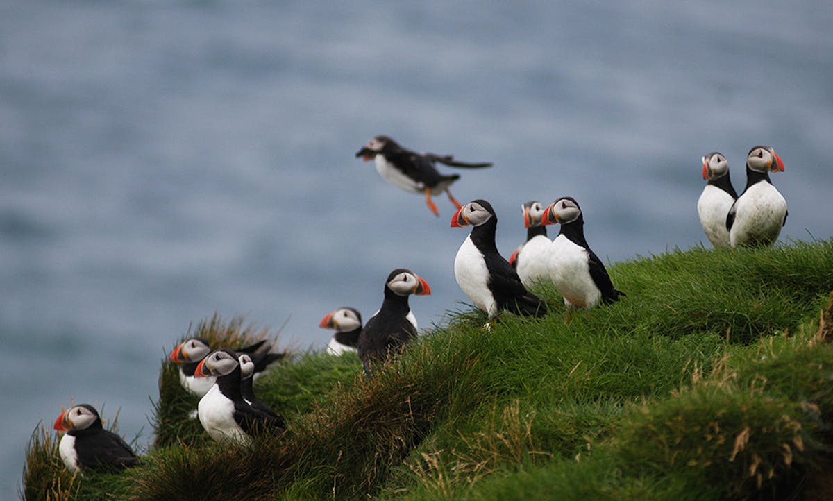 9 Puffin islandLR.jpg