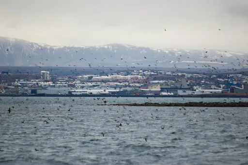 8 Puffins flying.jpg