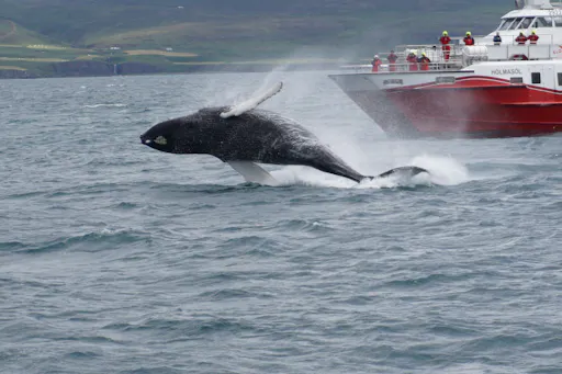 AIDA 2017 1871_Heike Draheim.JPG