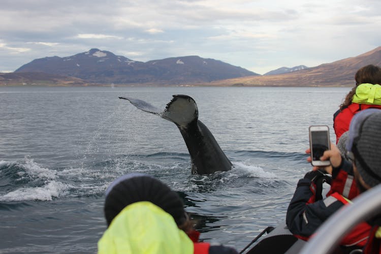 2-hour whale, Eyjafjord & Akureyri sightseeing tour