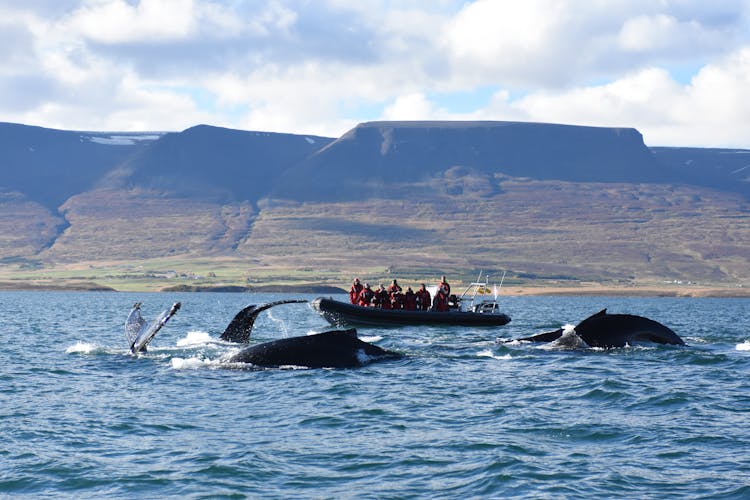 2-hour whale, Eyjafjord & Akureyri sightseeing tour