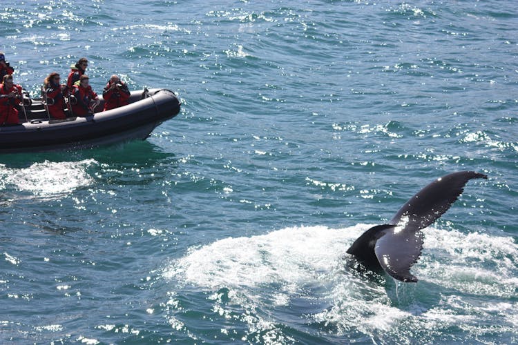 Akureyri  whale watching tour in the midnight sun