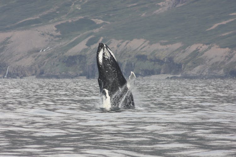 3-hour midnight sun whale watching tour from Akureyri