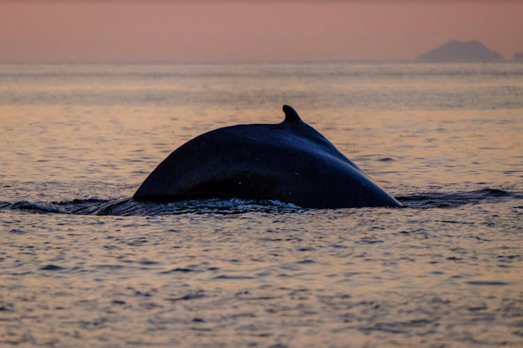3-hour midnight sun whale watching tour from Akureyri