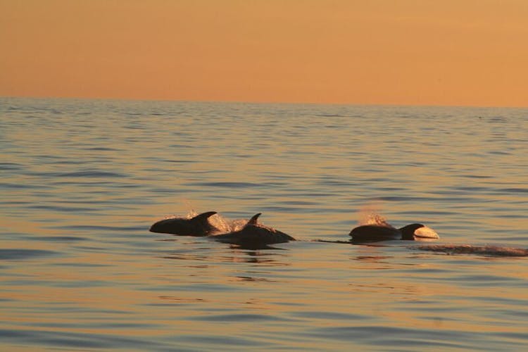 3-hour midnight sun whale watching tour from Akureyri