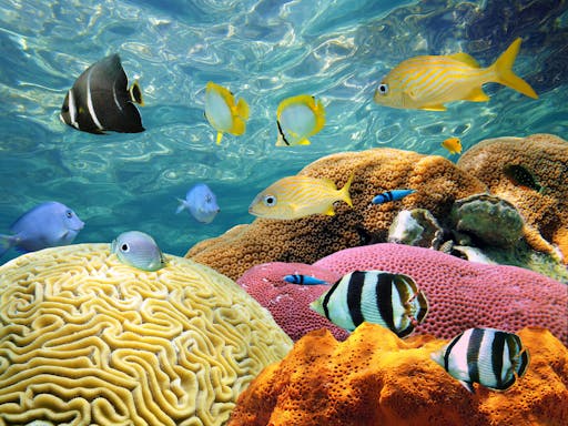 Key West Snorkel.jpg