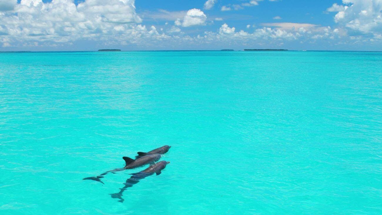 Key West Dolphin Watch-2.jpg