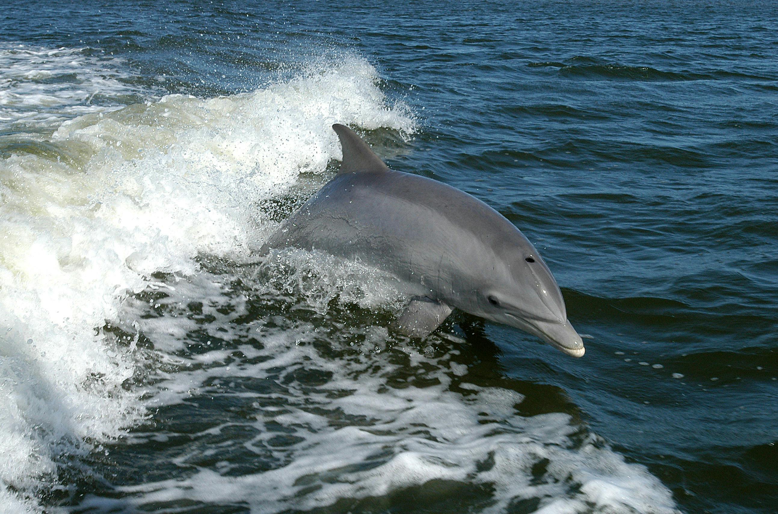 Key West Dolphin Watch.jpg