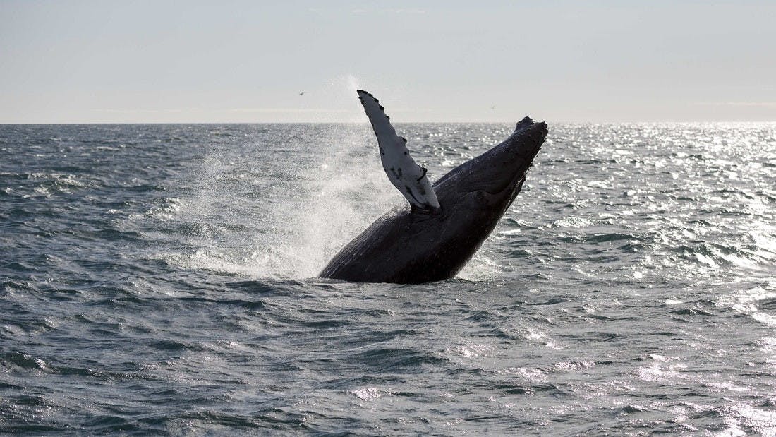 Whale watching and northern lights combo tour from Reykjavik.jpg