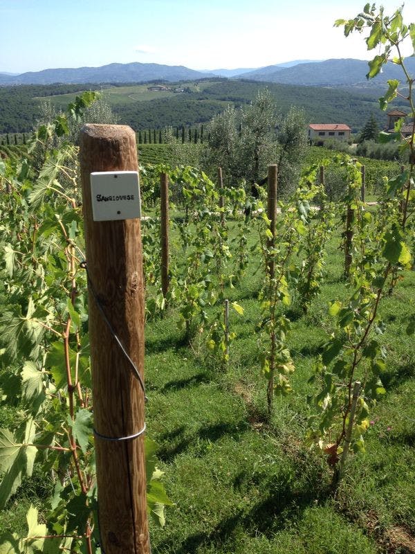 Tuscany Wine & Olive oil trail 6.JPG