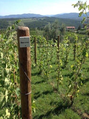 Tuscany Wine & Olive oil trail 6.JPG