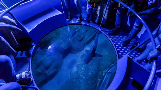 Glass Floor RESZIED.jpg