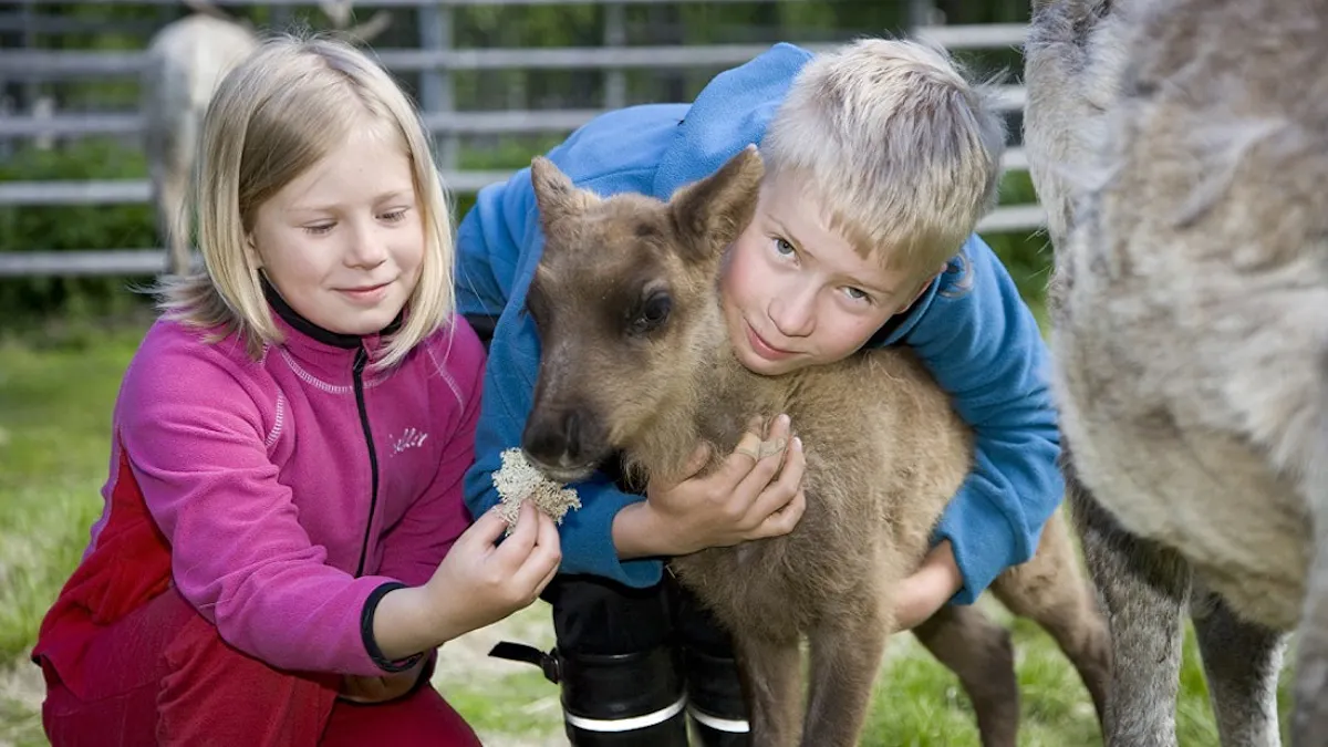 Canoeing trip with visit ot reindeer and husky farm 2.jpg