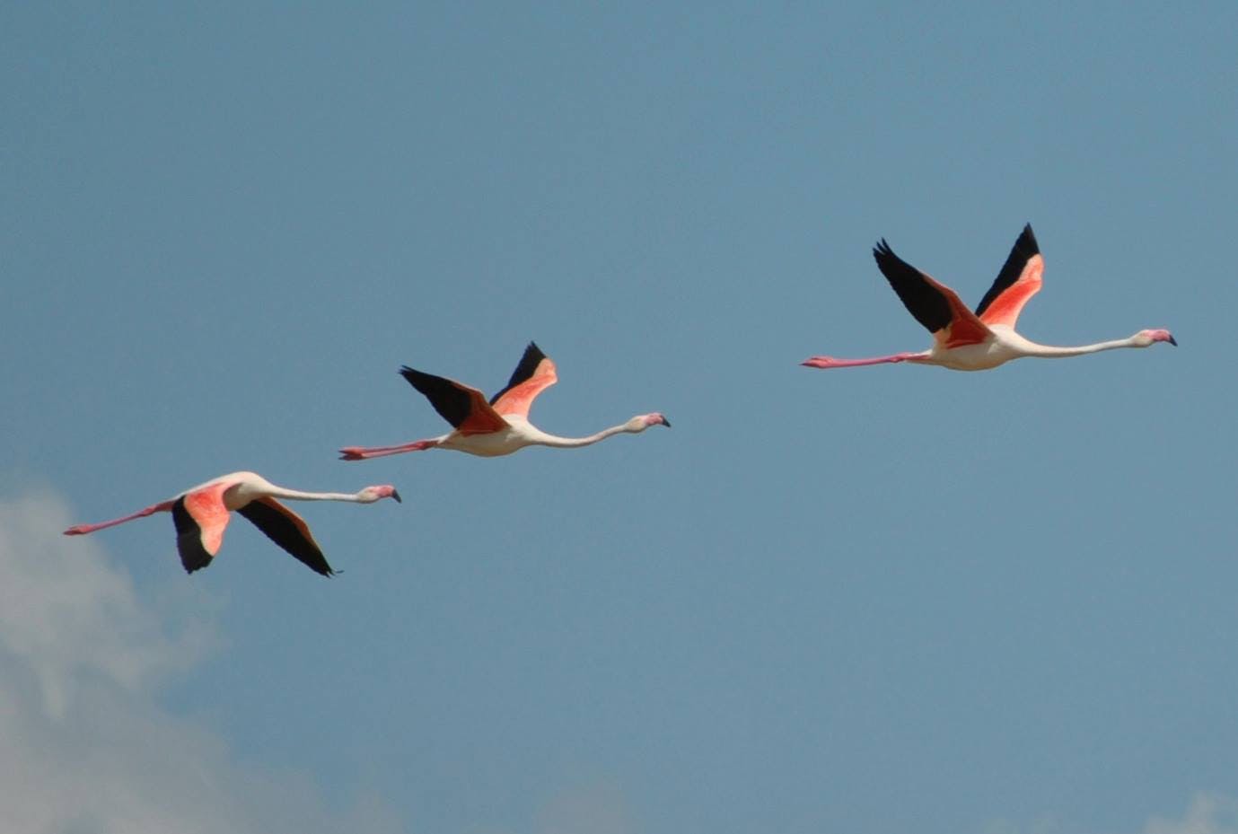 flamingos seg 2.jpg