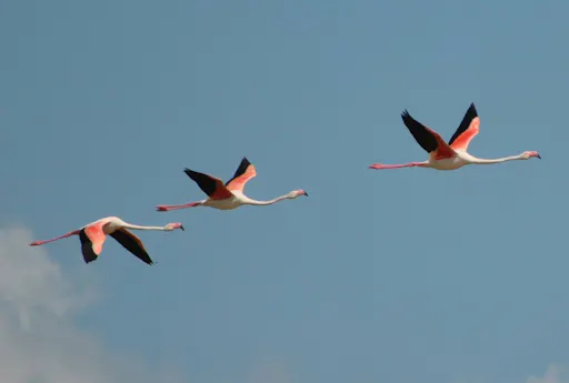 flamingos seg 2.jpg