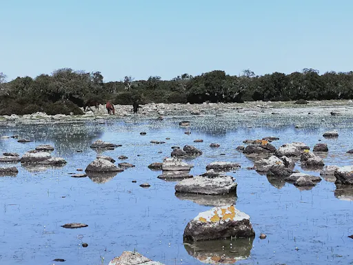 Giara di Gesturi_Cavallini e pauli.jpg