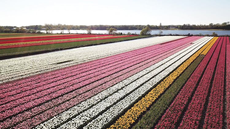 Drive-it-yourself electric car with tulip and flower fields audio tour