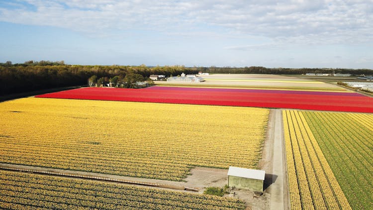 Drive-it-yourself electric car with tulip and flower fields audio tour