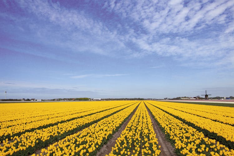 Drive-it-yourself electric car with tulip and flower fields audio tour