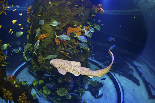 pdm atolon (2) ro.jpg