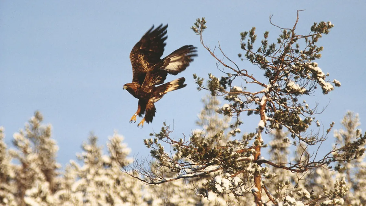 Meet the wildlife of Sweden in a safari tour 2.jpeg