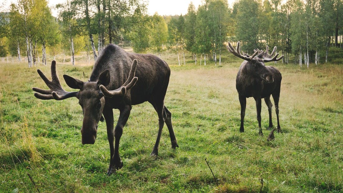 Meet the wildlife of Sweden in a safari tour 3.jpeg