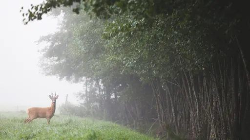 Meet the wildlife of Sweden in a safari tour 4.jpeg