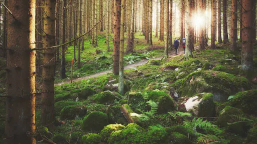 Meet the wildlife of Sweden in a safari tour 5.jpeg