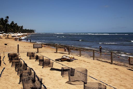 Praia Do Forte Brazil 2.jpg