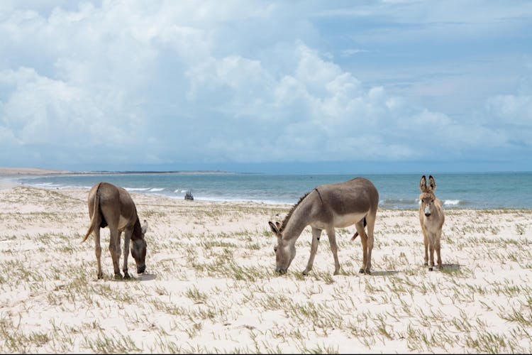 Canoa Quebrada beach full-day tour