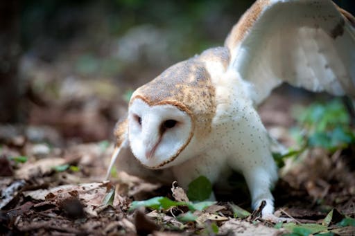 Bird Park Iguassu 4.jpg