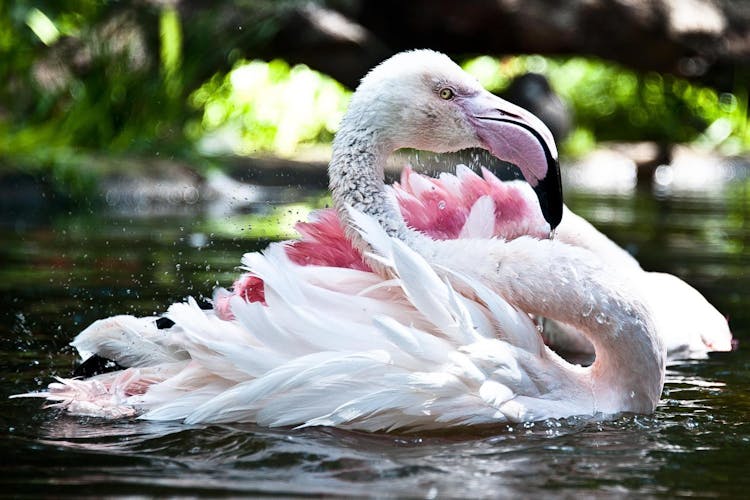 Bird Park guided tour with transportation