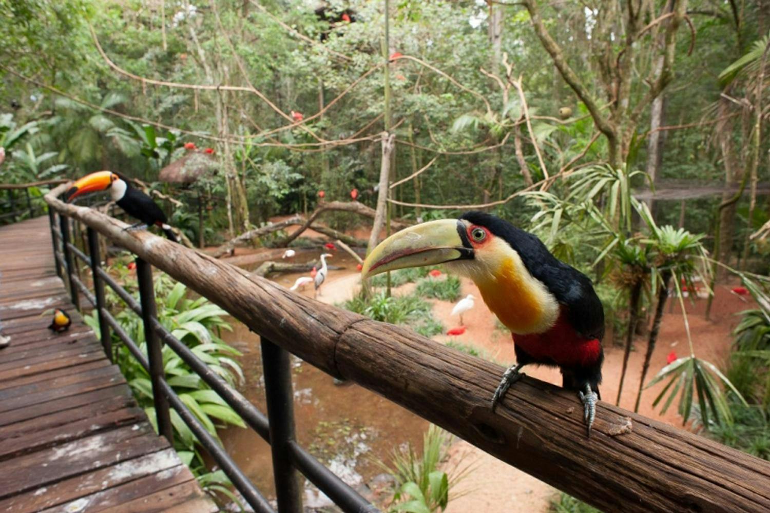 Bird Park Iguassu.jpg