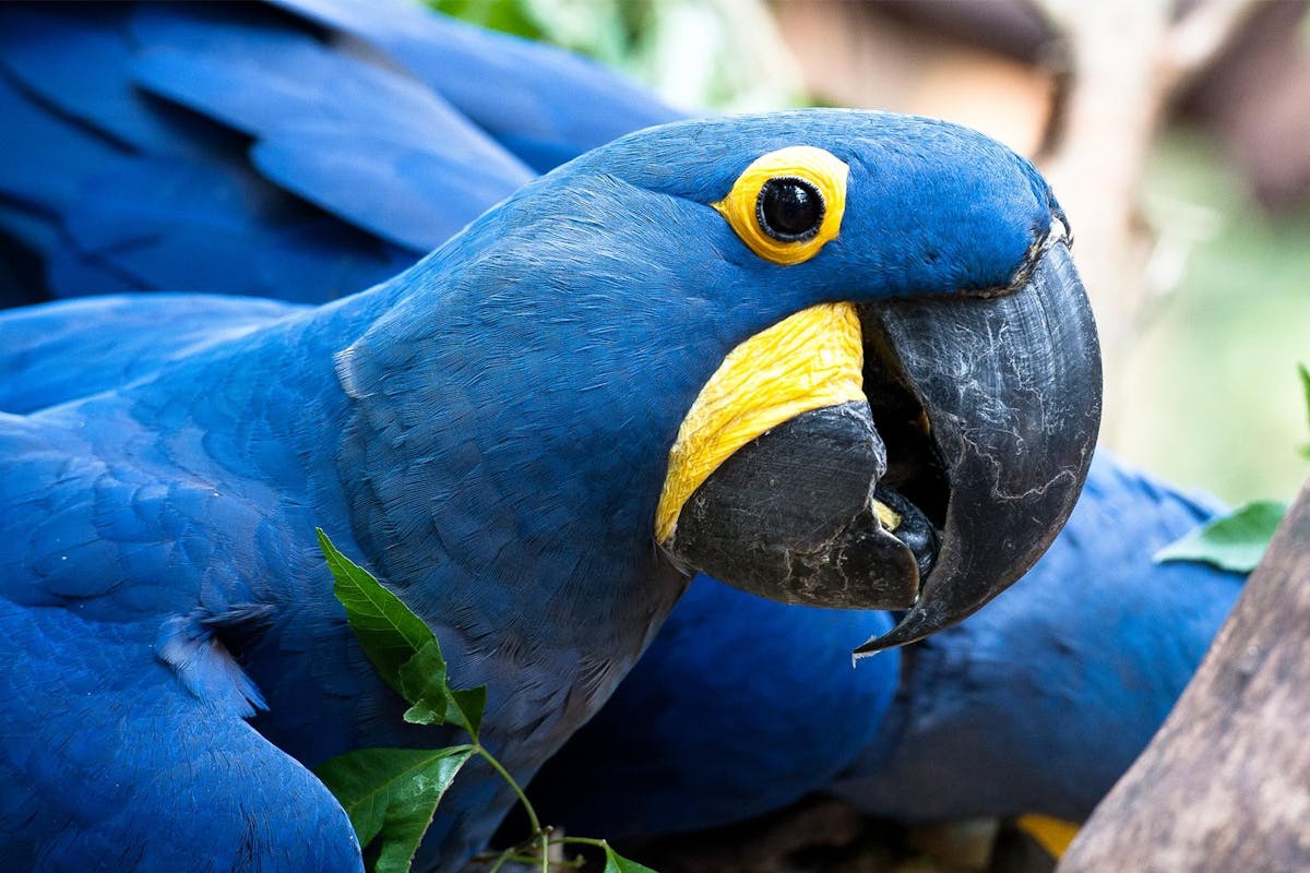 Bird Park Iguassu 6.jpg